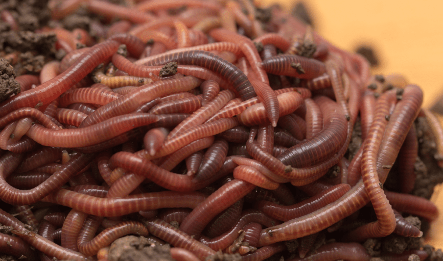 LIVE WORMS